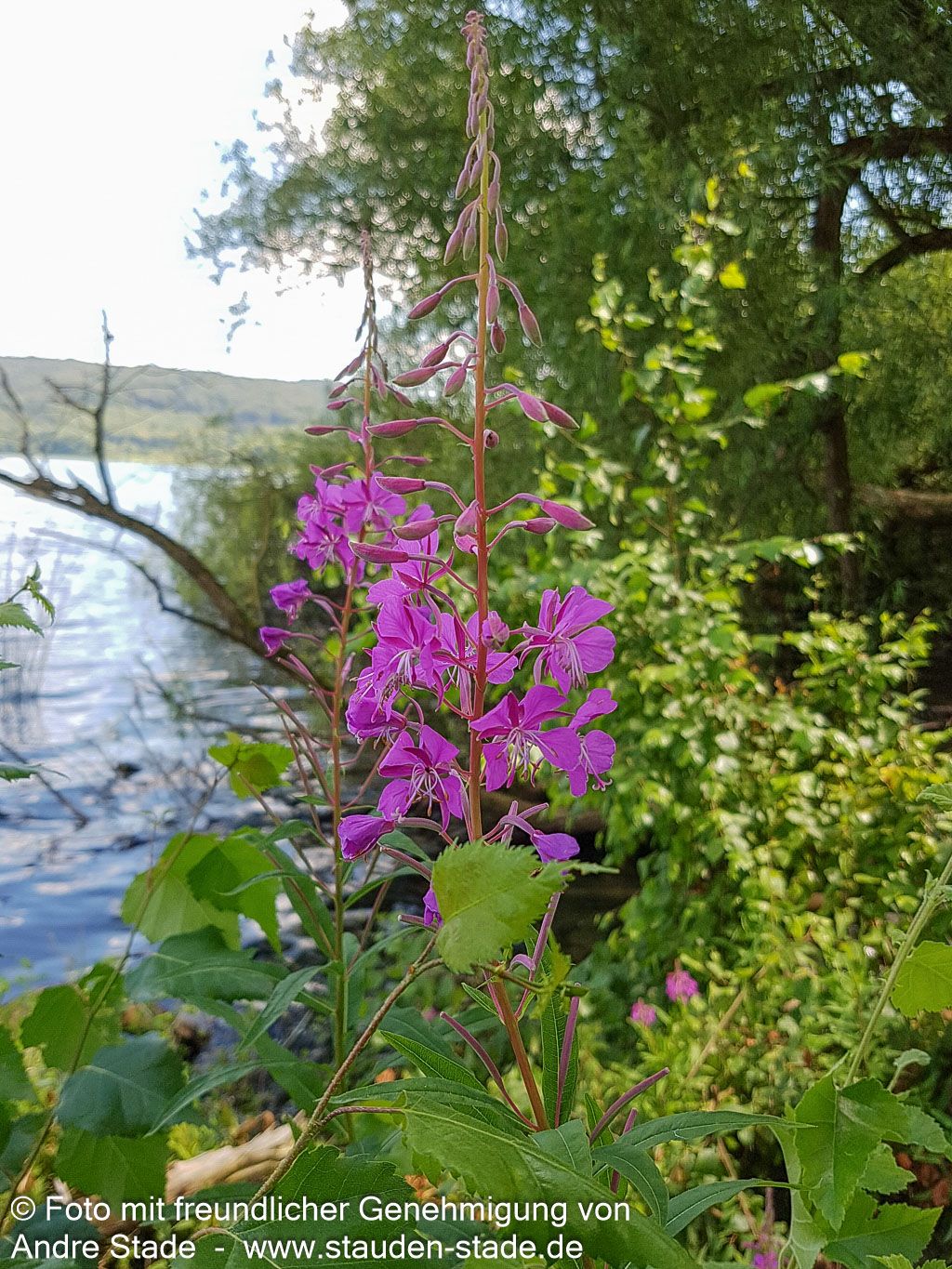 Schmalblättriges Weidenröschen (Epilobium angustifolium)