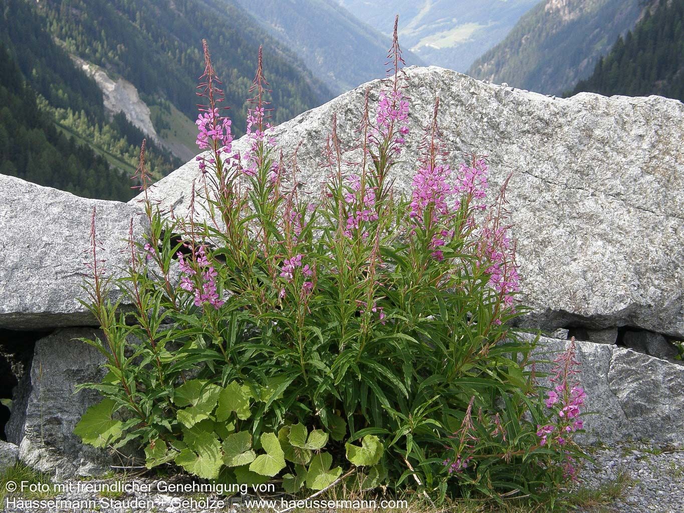 Schmalblättriges Weidenröschen (Epilobium angustifolium)