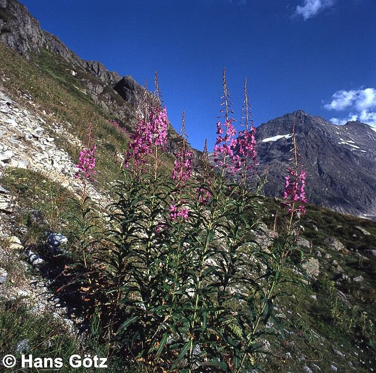 Schmalblättriges Weidenröschen (Epilobium angustifolium)
