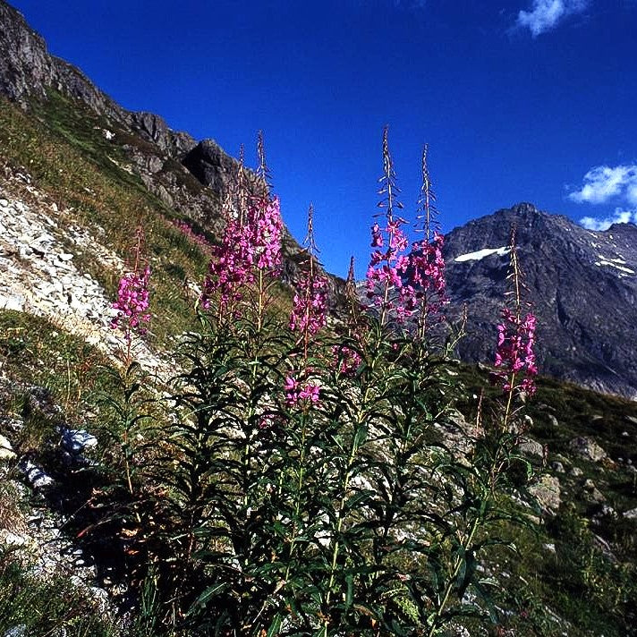 Schmalblättriges Weidenröschen (Epilobium angustifolium)
