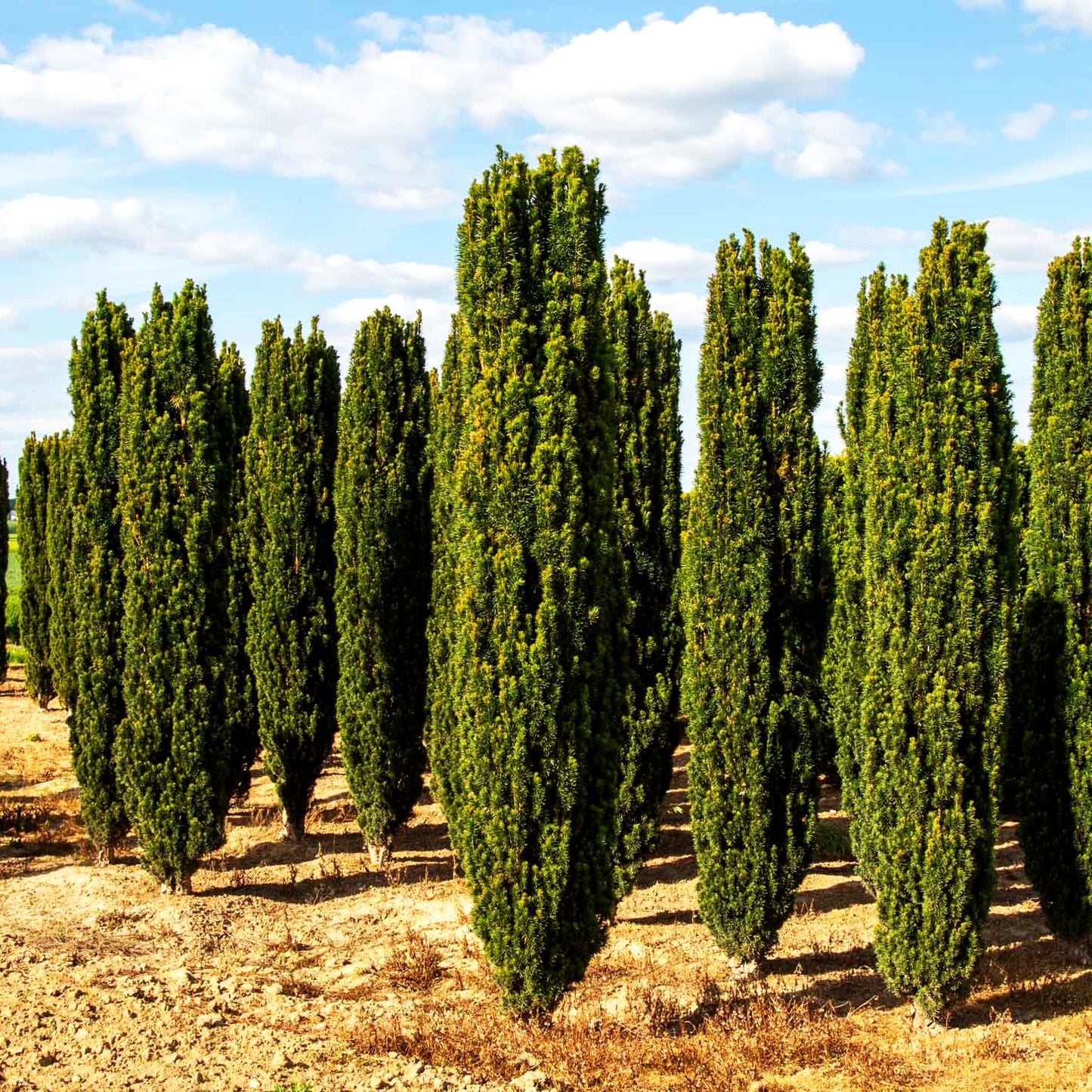 Schmale Säulen-Eibe 'Fastigiata Robusta' (Taxus baccata)