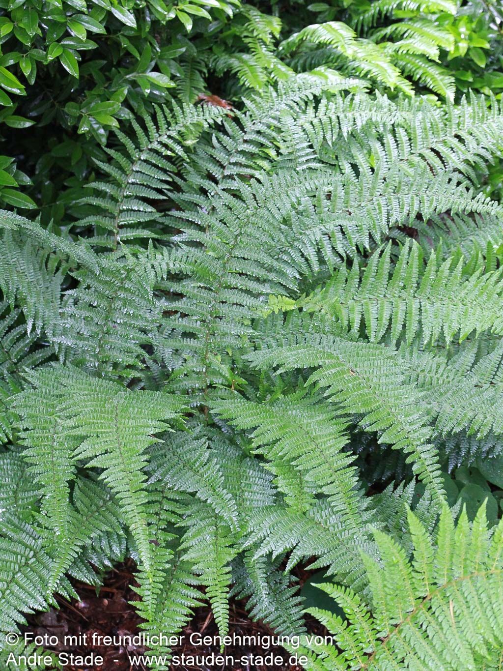 Schmaler Goldschuppenfarn 'Pinderi' (Dryopteris affinis)