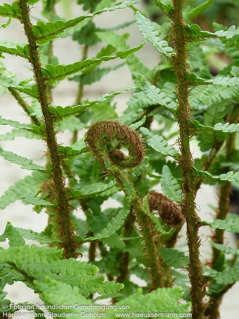 Schmaler Goldschuppenfarn 'Pinderi' (Dryopteris affinis)