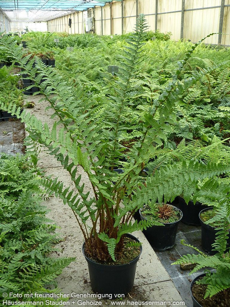 Schmaler Goldschuppenfarn 'Pinderi' (Dryopteris affinis)