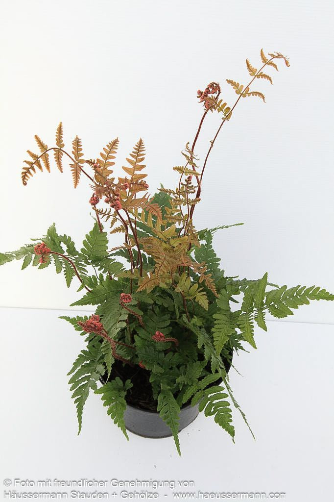 Schmaler Goldschuppenfarn 'Pinderi' (Dryopteris affinis)