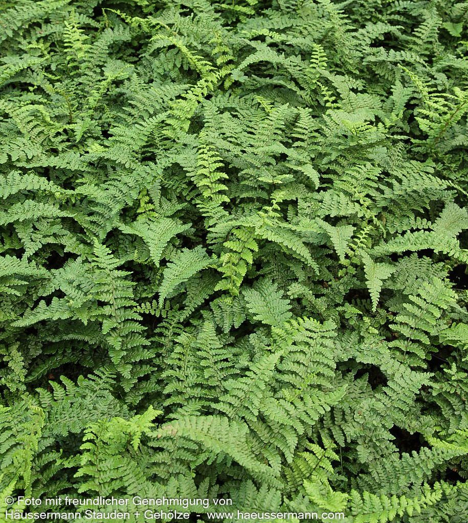 Schmaler Goldschuppenfarn 'Pinderi' (Dryopteris affinis)