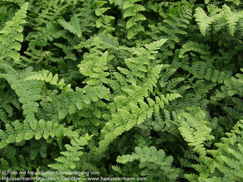Schmaler Goldschuppenfarn 'Pinderi' (Dryopteris affinis)