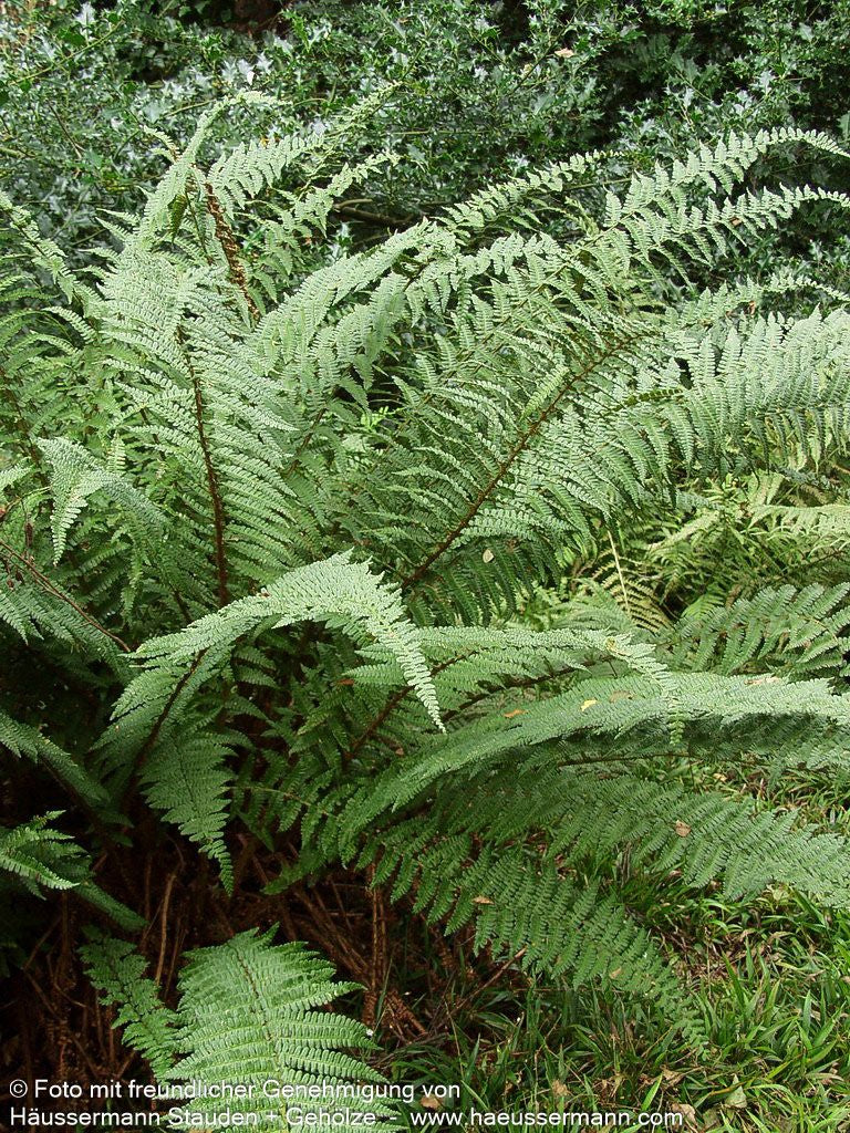 Schmaler Goldschuppenfarn 'Pinderi' (Dryopteris affinis)