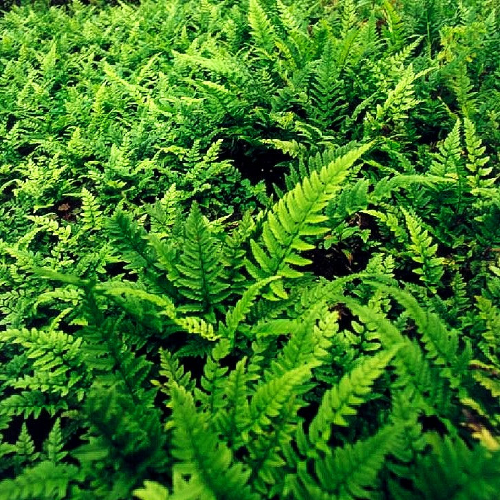 Schmaler Schildfarn (Polystichum tsus-simense)