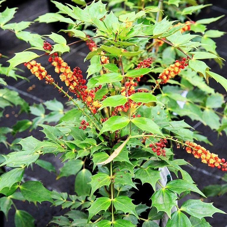 Schmuck-Mahonie 'Cabaret' (Mahonia x media)
