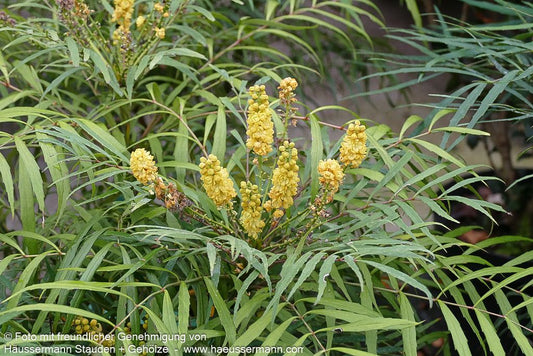 Schmuck-Mahonie 'Soft Caress' (Mahonia eurybracteata)