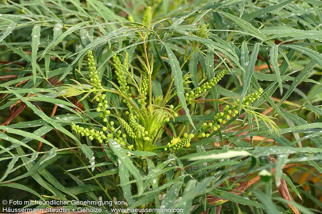 Schmuck-Mahonie 'Soft Caress' (Mahonia eurybracteata)