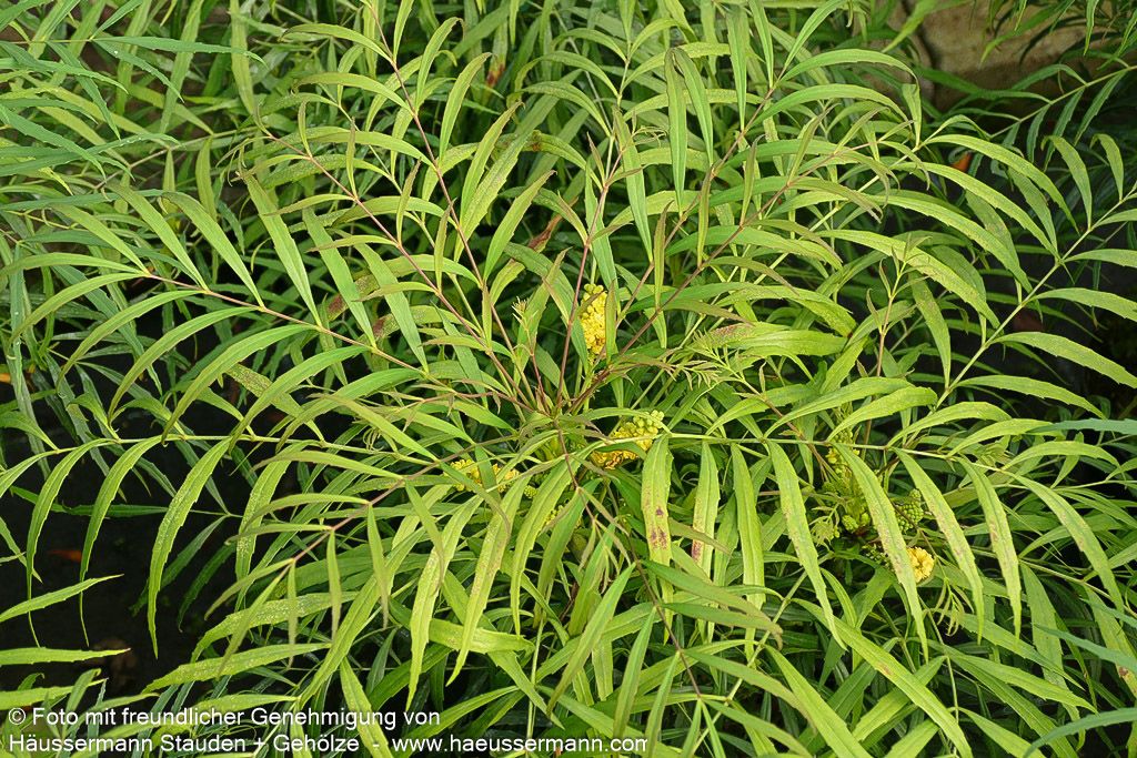 Schmuck-Mahonie 'Soft Caress' (Mahonia eurybracteata)