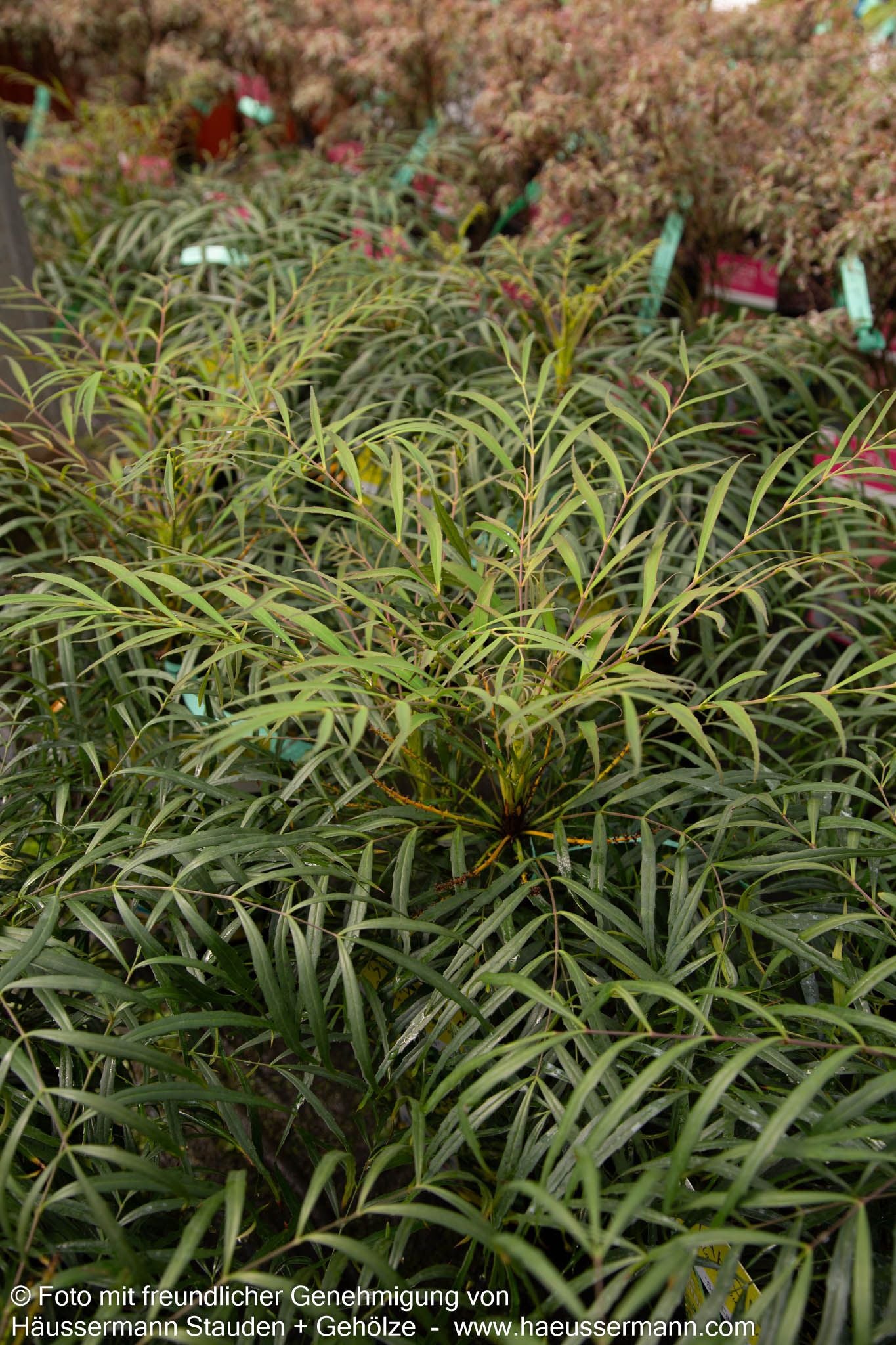 Schmuck-Mahonie 'Soft Caress' (Mahonia eurybracteata)