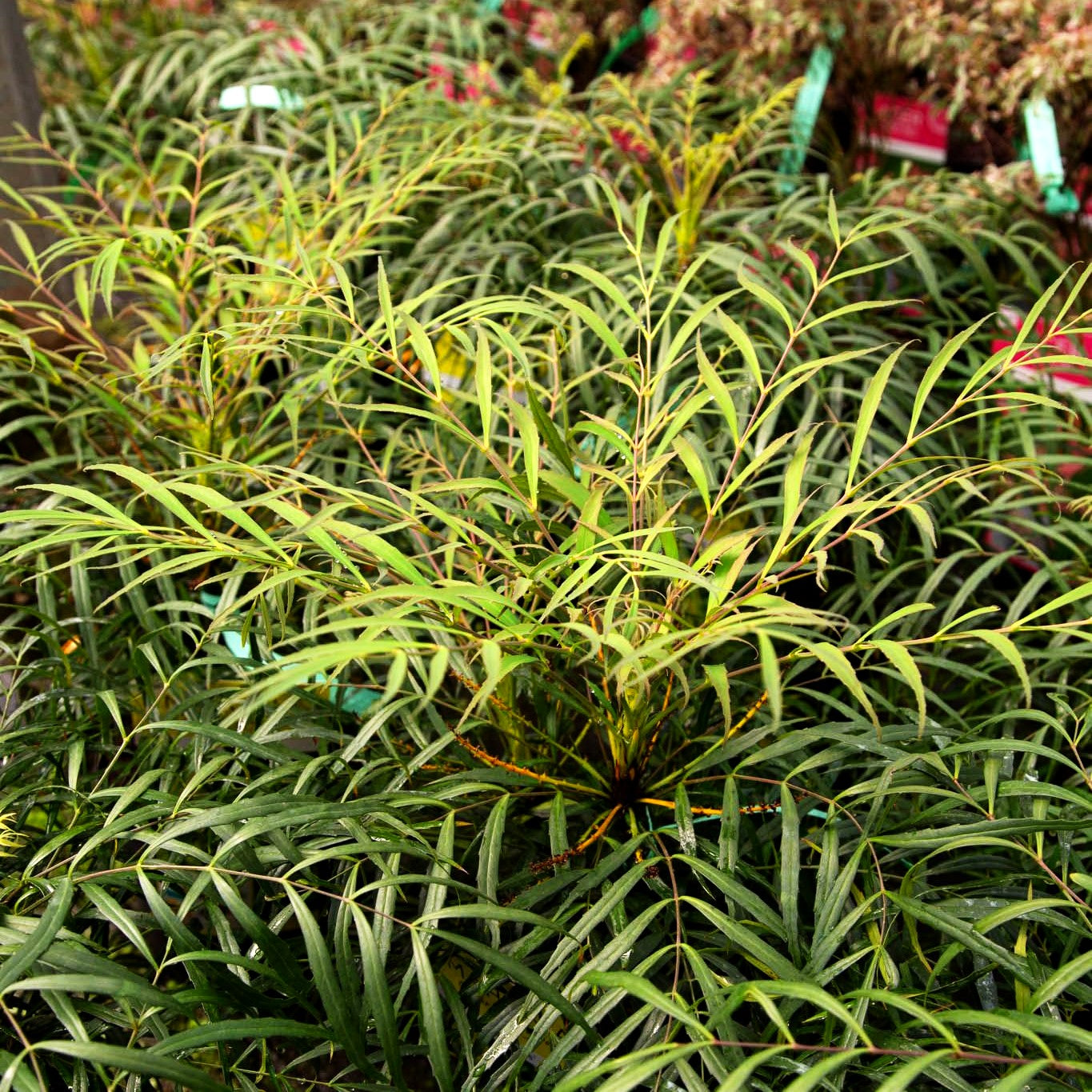 Schmuck-Mahonie 'Soft Caress' (Mahonia eurybracteata)