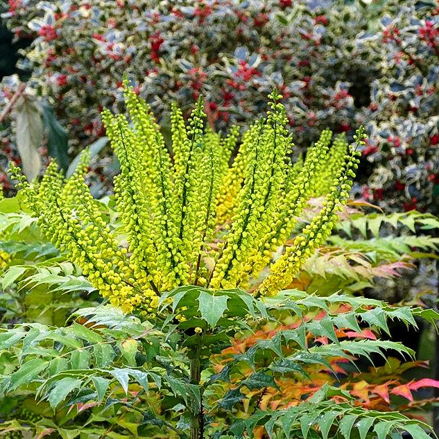 Schmuck-Mahonie 'Winter Sun' (Mahonia x media)