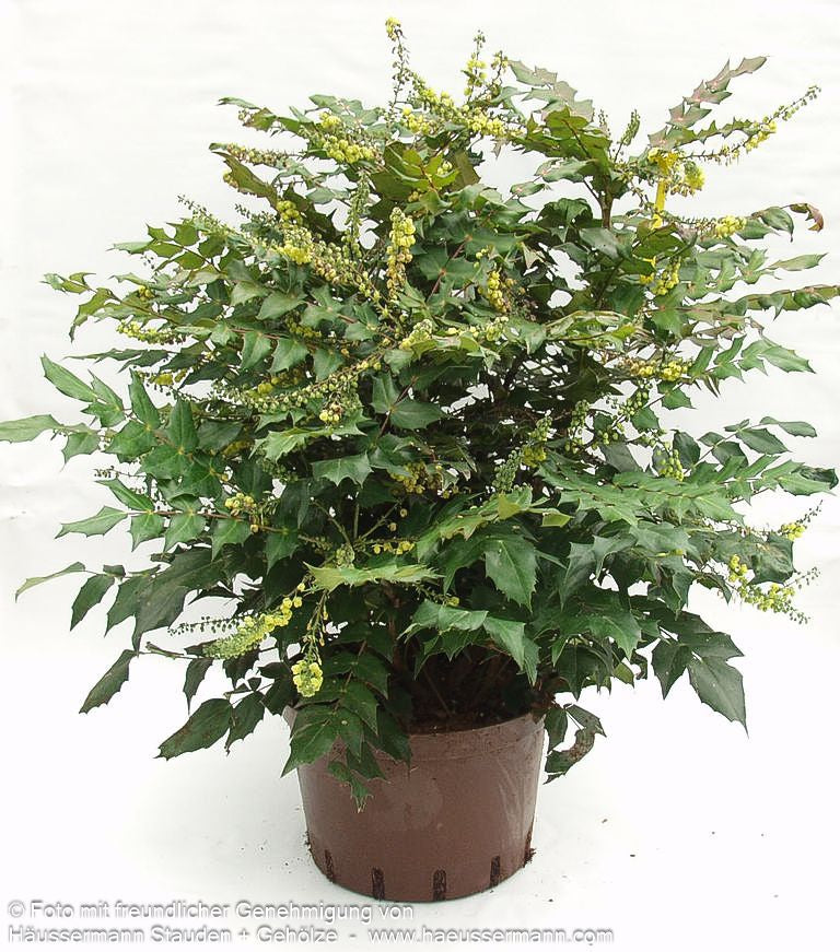 Schmuck-Mahonie 'Winter Sun' (Mahonia x media)