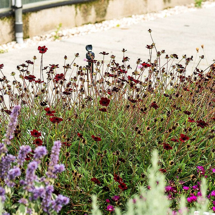 Schmuckkörbchen 'Chocamocha' (Cosmos atrosanguineus)