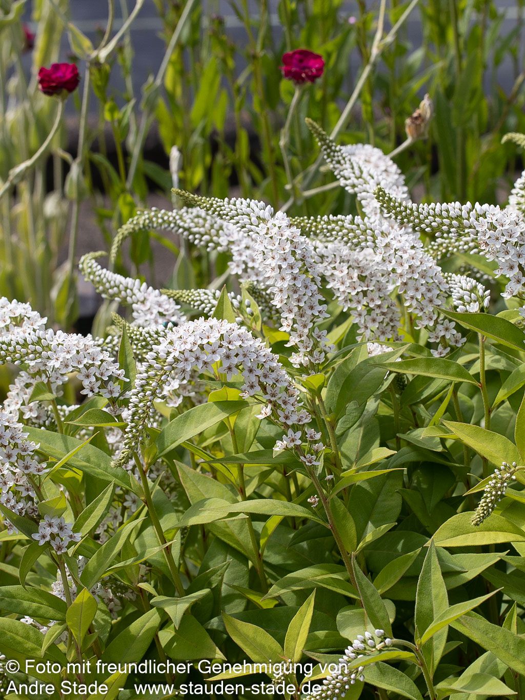 Schnee-Felberich (Lysimachia clethroides)