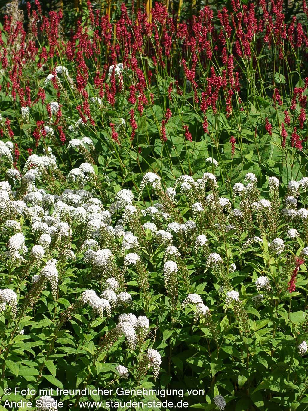 Schnee-Felberich (Lysimachia clethroides)
