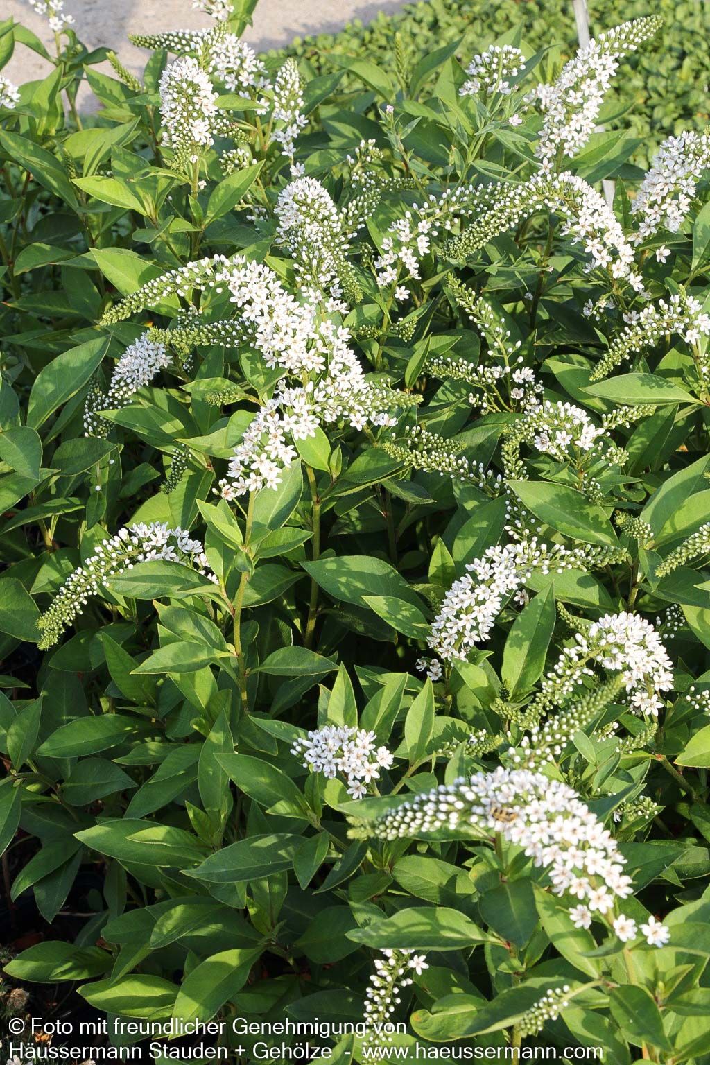 Schnee-Felberich (Lysimachia clethroides)