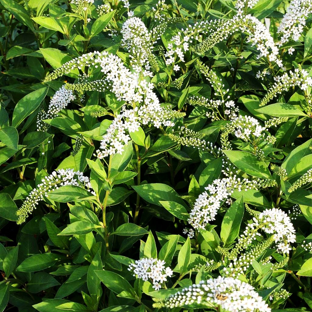 Schnee-Felberich (Lysimachia clethroides)