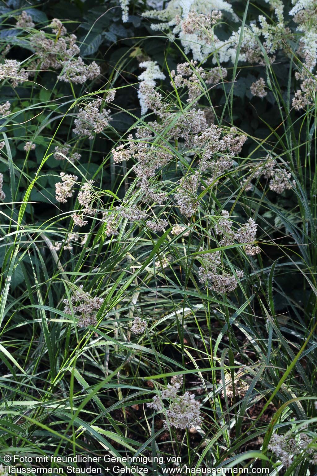 Schnee-Hainsimse (Luzula nivea)