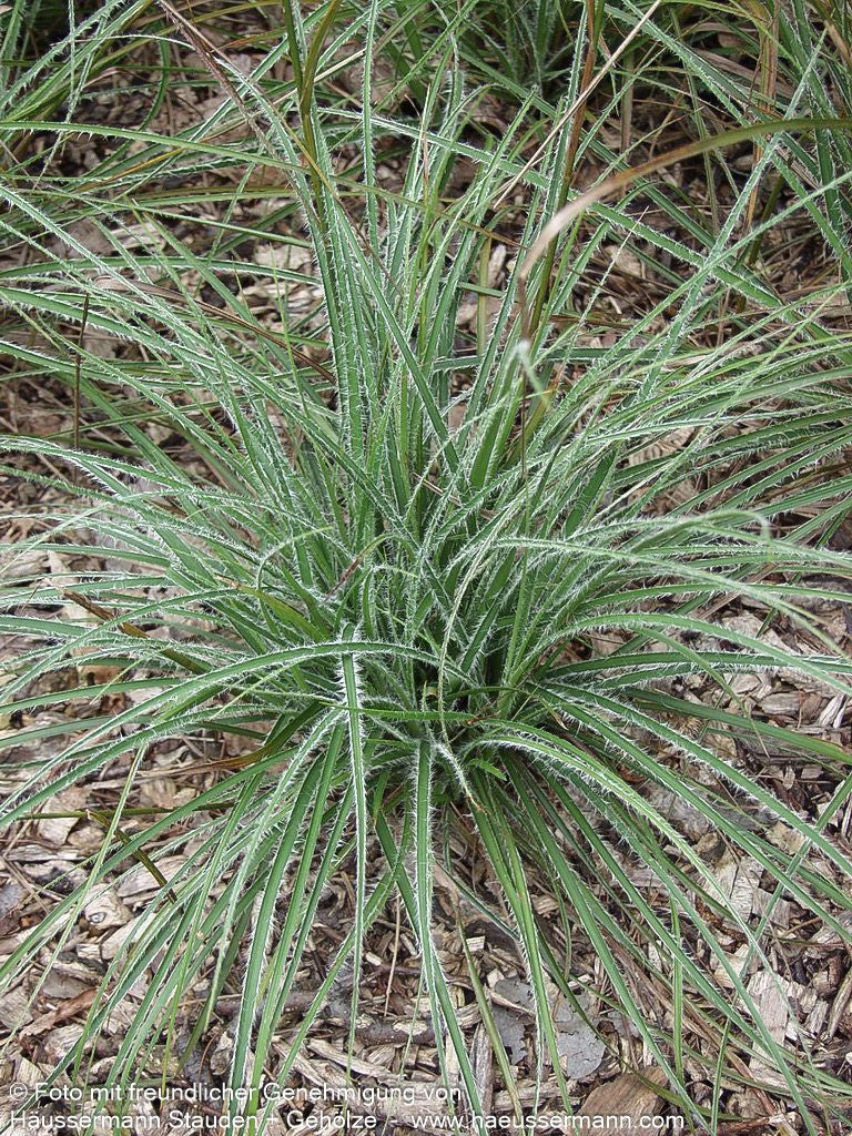 Schnee-Hainsimse (Luzula nivea)