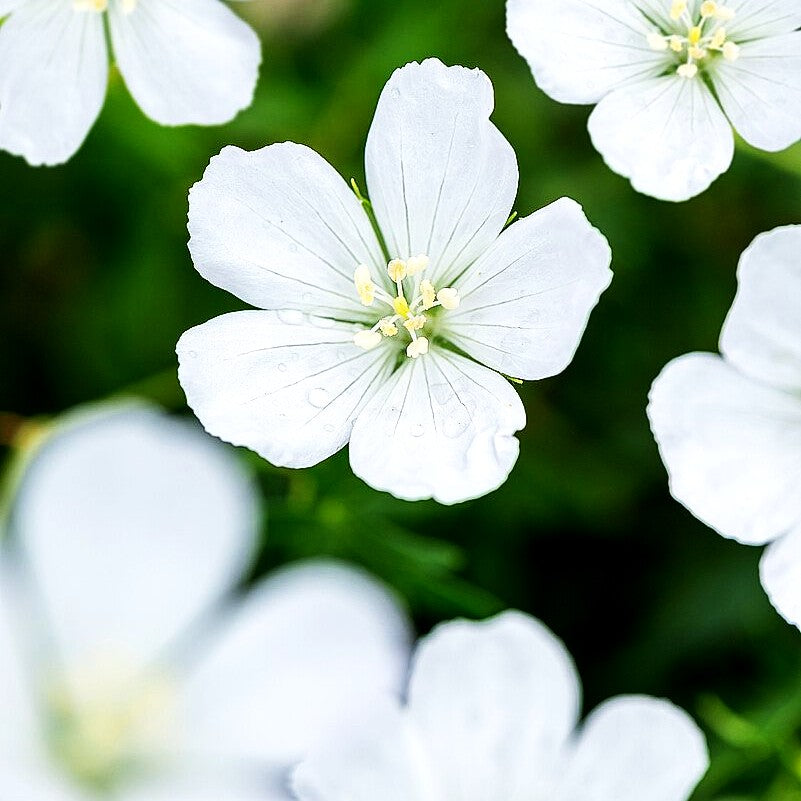 Schnee-Storchschnabel 'Album' (Geranium sanguineum)