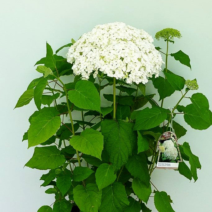 Schneeball-Hortensie 'Annabelle' (Hydrangea arborescens)