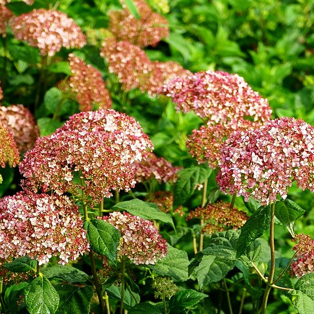 Schneeball-Hortensie (Hydr. Pinkerbell' -nicht mehr verwenden-)