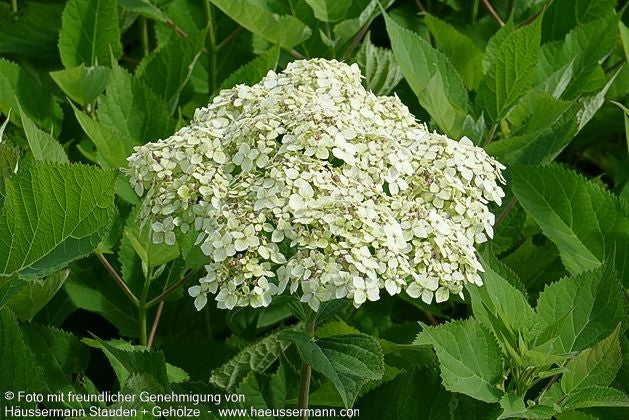 Schneeball-Hortensie 'Lime Rickey' (Hydrangea arborescens)