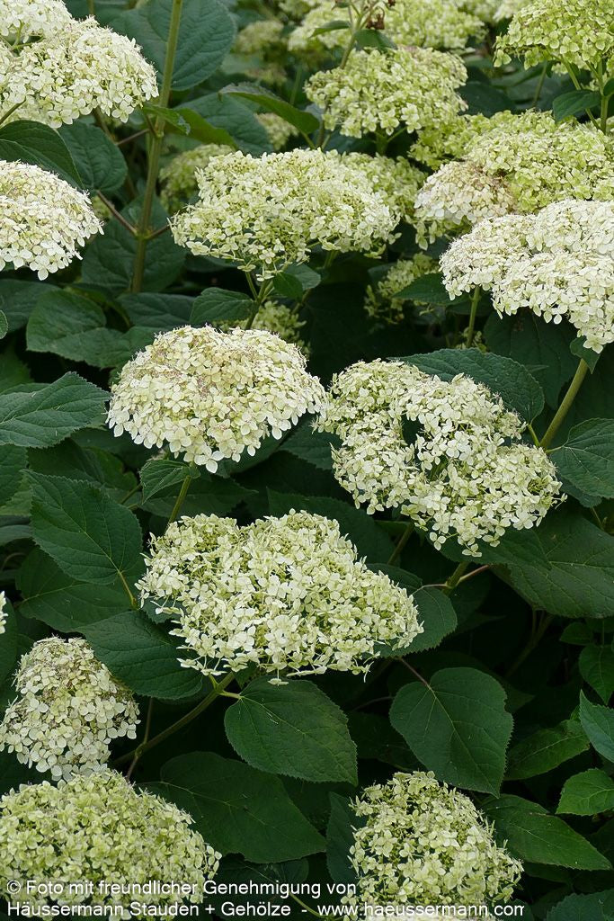 Schneeball-Hortensie 'Lime Rickey' (Hydrangea arborescens)