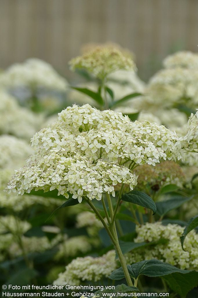 Schneeball-Hortensie 'Lime Rickey' (Hydrangea arborescens)