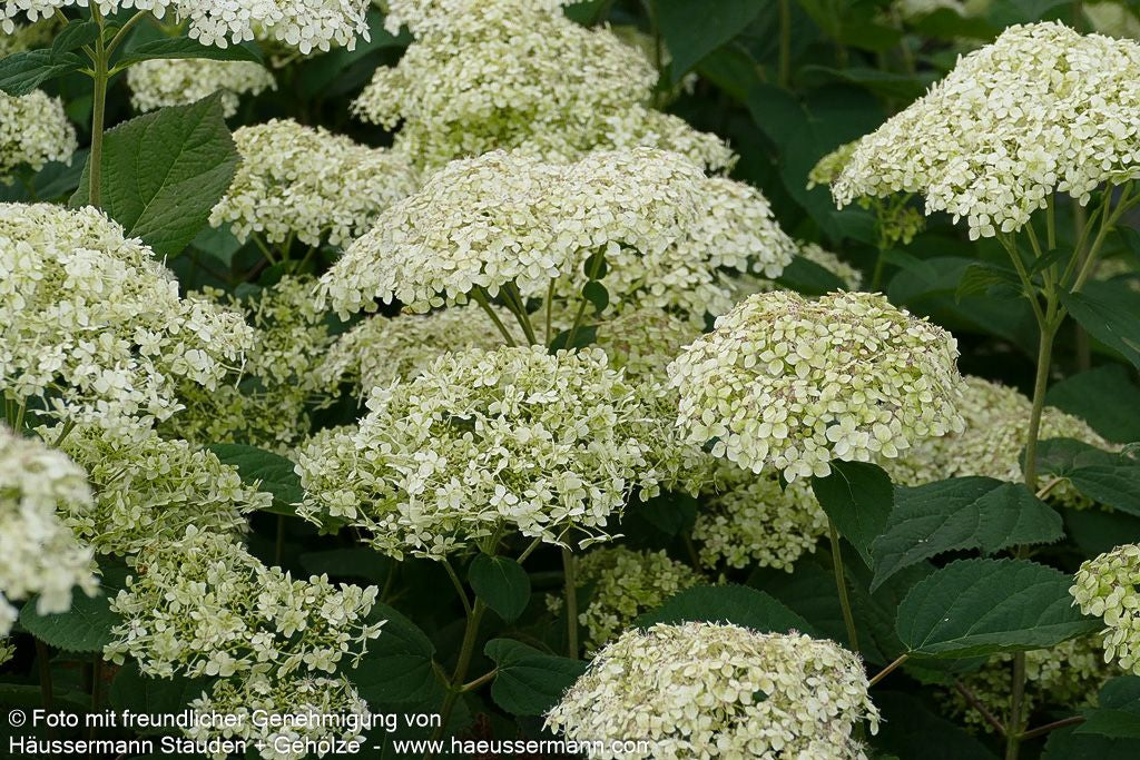 Schneeball-Hortensie 'Lime Rickey' (Hydrangea arborescens)