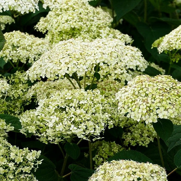 Schneeball-Hortensie 'Lime Rickey' (Hydrangea arborescens)