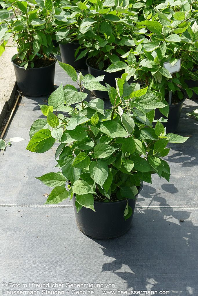 Schneeball-Hortensie 'Lime Rickey' (Hydrangea arborescens)