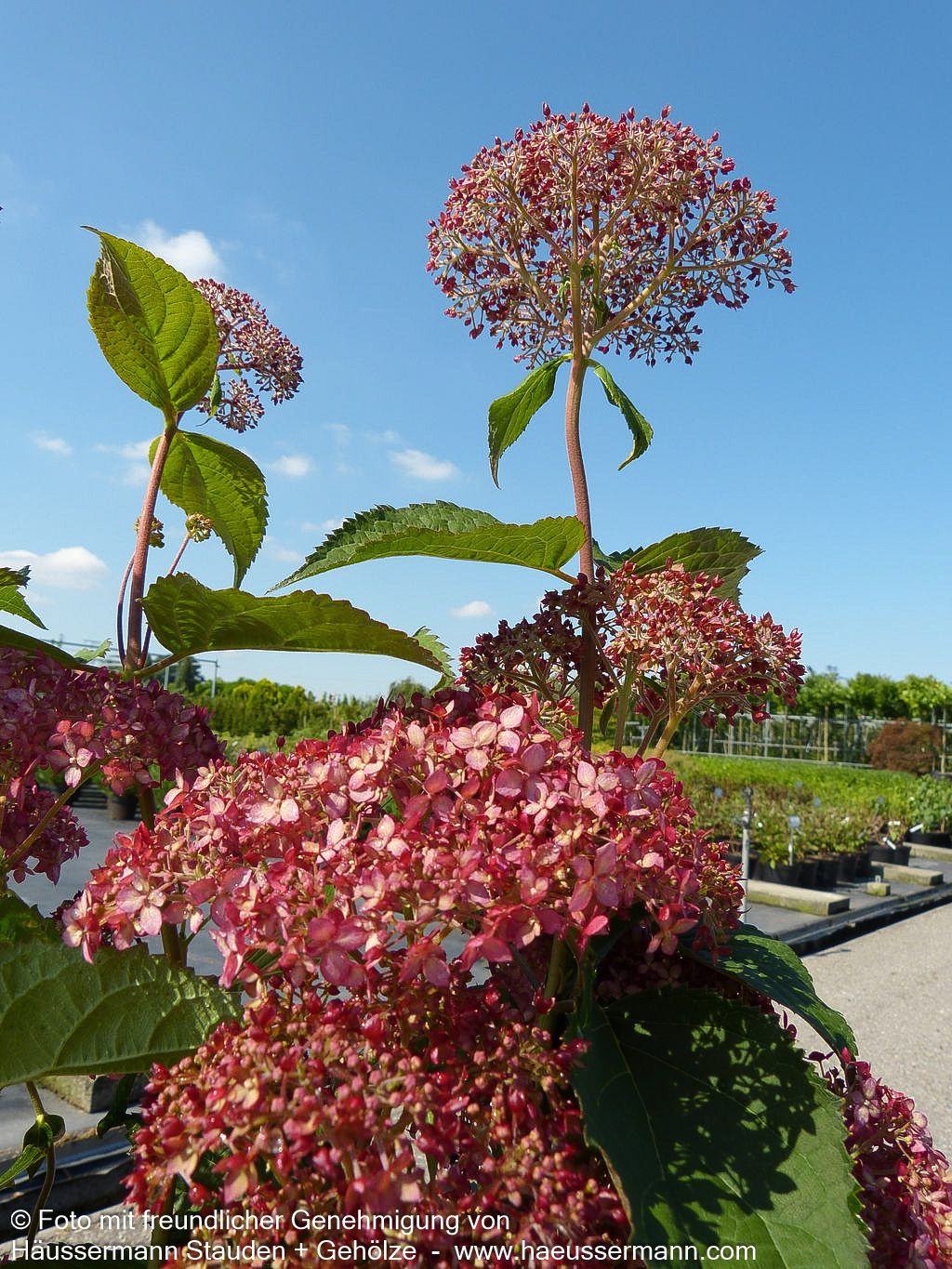Schneeball-Hortensie 'Pink Annabelle' (Hydrangea arbor.)