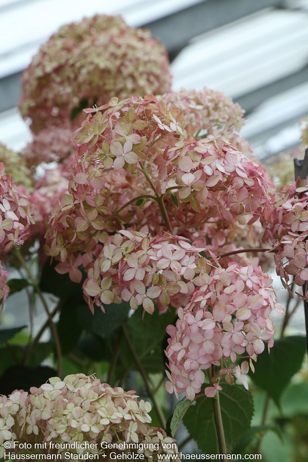 Schneeball-Hortensie 'Pink Annabelle' (Hydrangea arbor.)