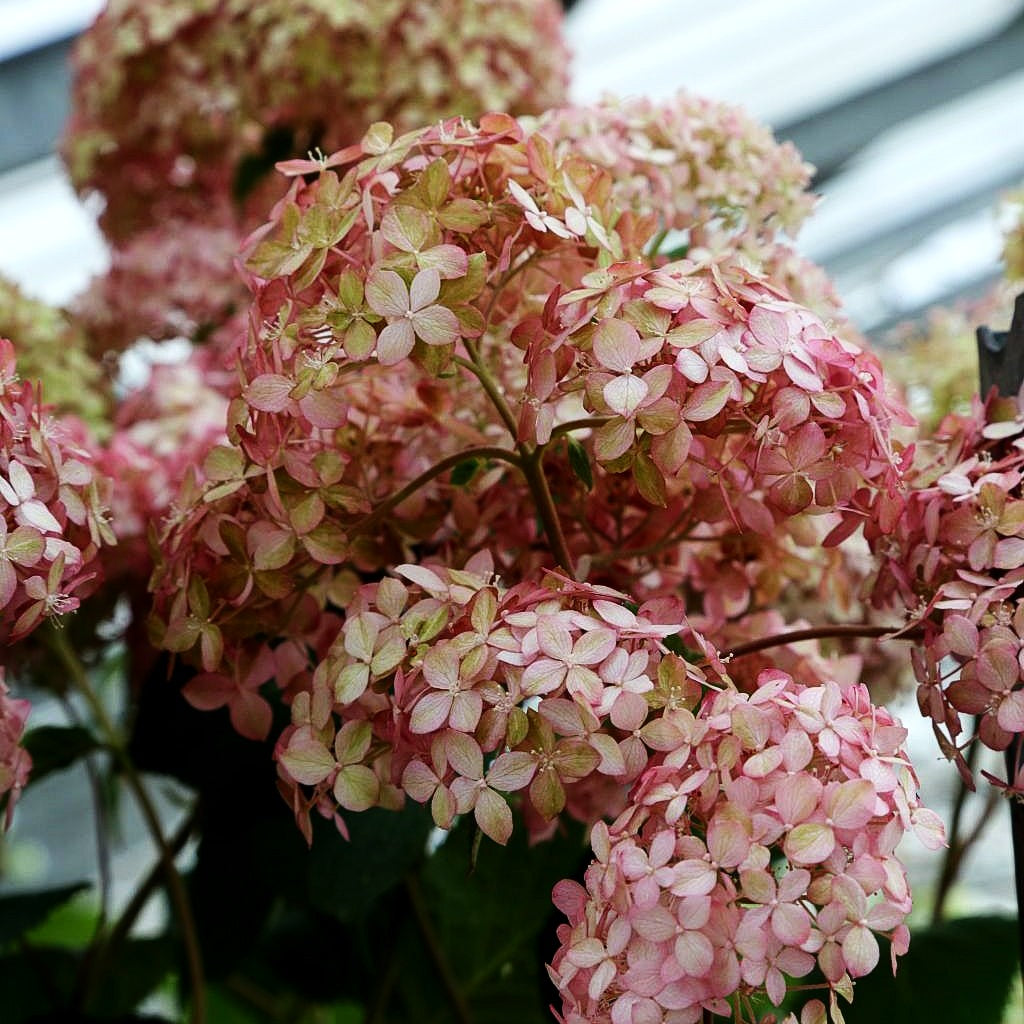 Schneeball-Hortensie 'Pink Annabelle' (Hydrangea arbor.)