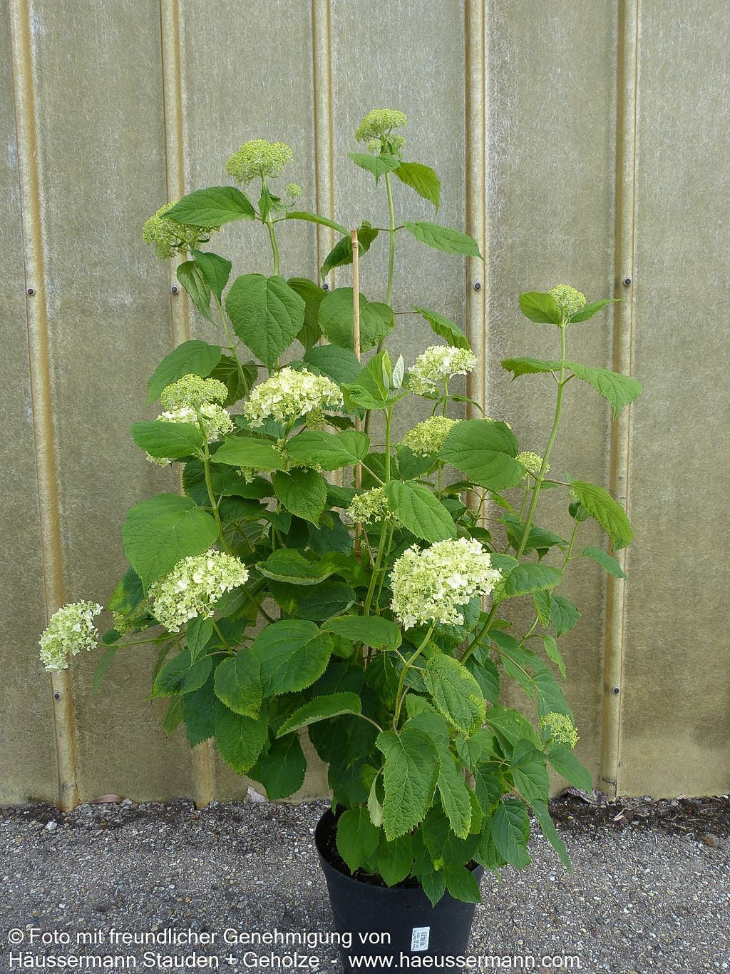 Schneeball-Hortensie 'Strong Annabelle' (Hydrangea arbor.)