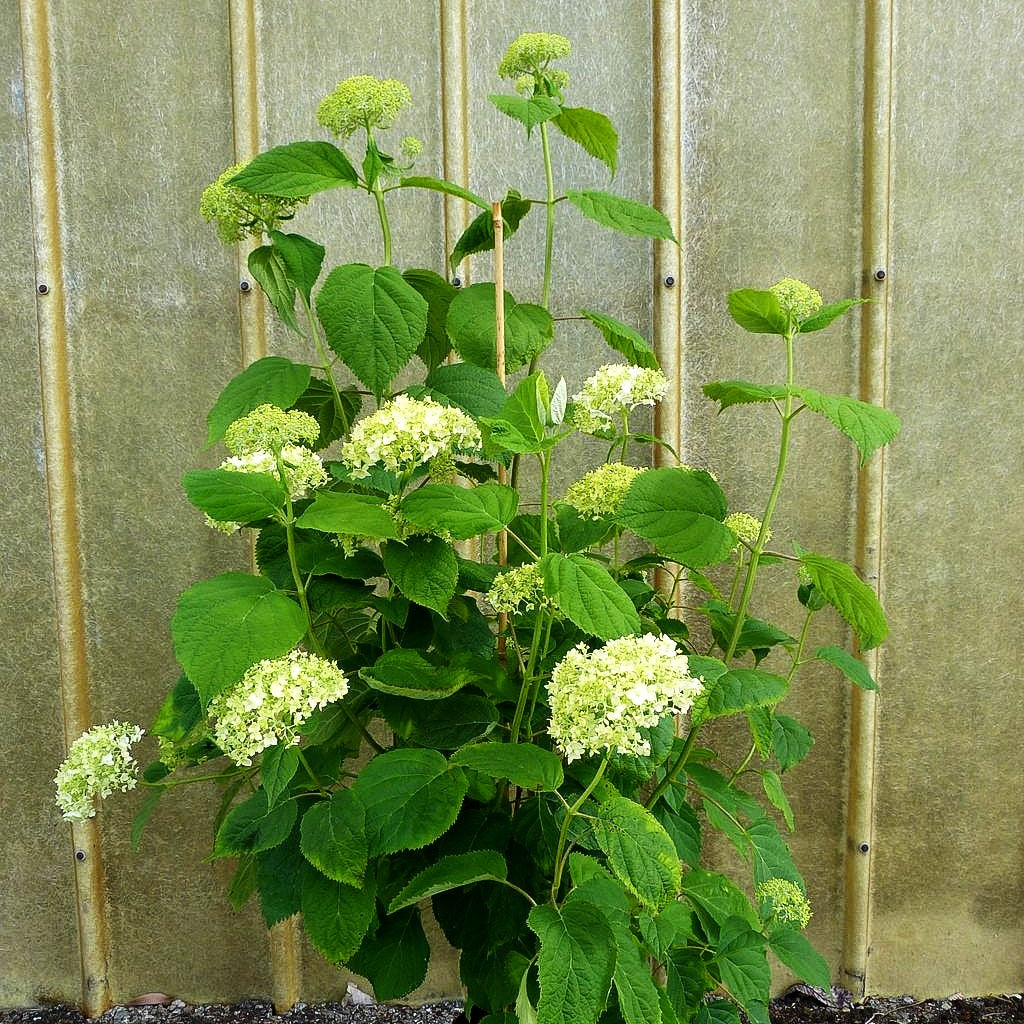 Schneeball-Hortensie 'Strong Annabelle' (Hydrangea arbor.)