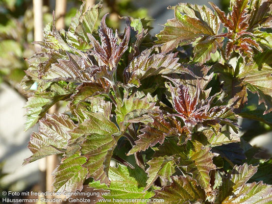 Schneeball 'Onondaga' (Viburnum sargentii)