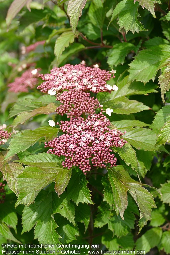 Schneeball 'Onondaga' (Viburnum sargentii)