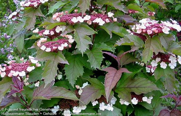 Schneeball 'Onondaga' (Viburnum sargentii)
