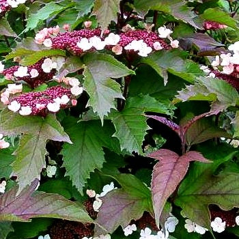 Schneeball 'Onondaga' (Viburnum sargentii)