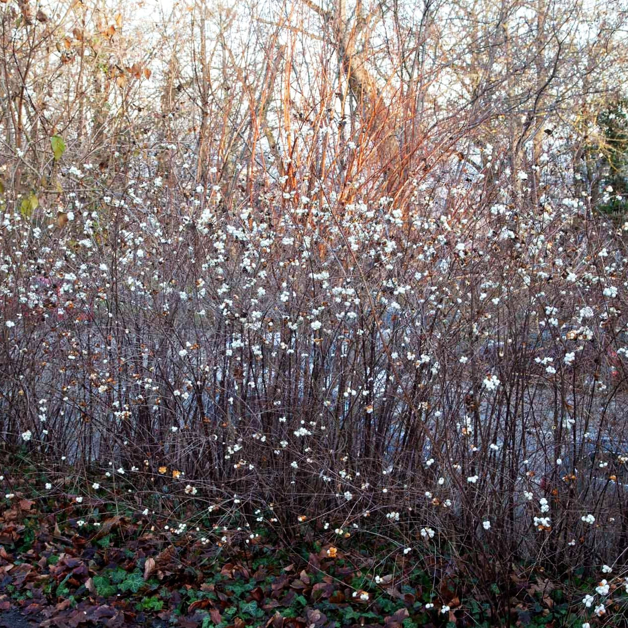 Schneebeere 'White Hedge' (Symphoricarpos albus laevigat.)