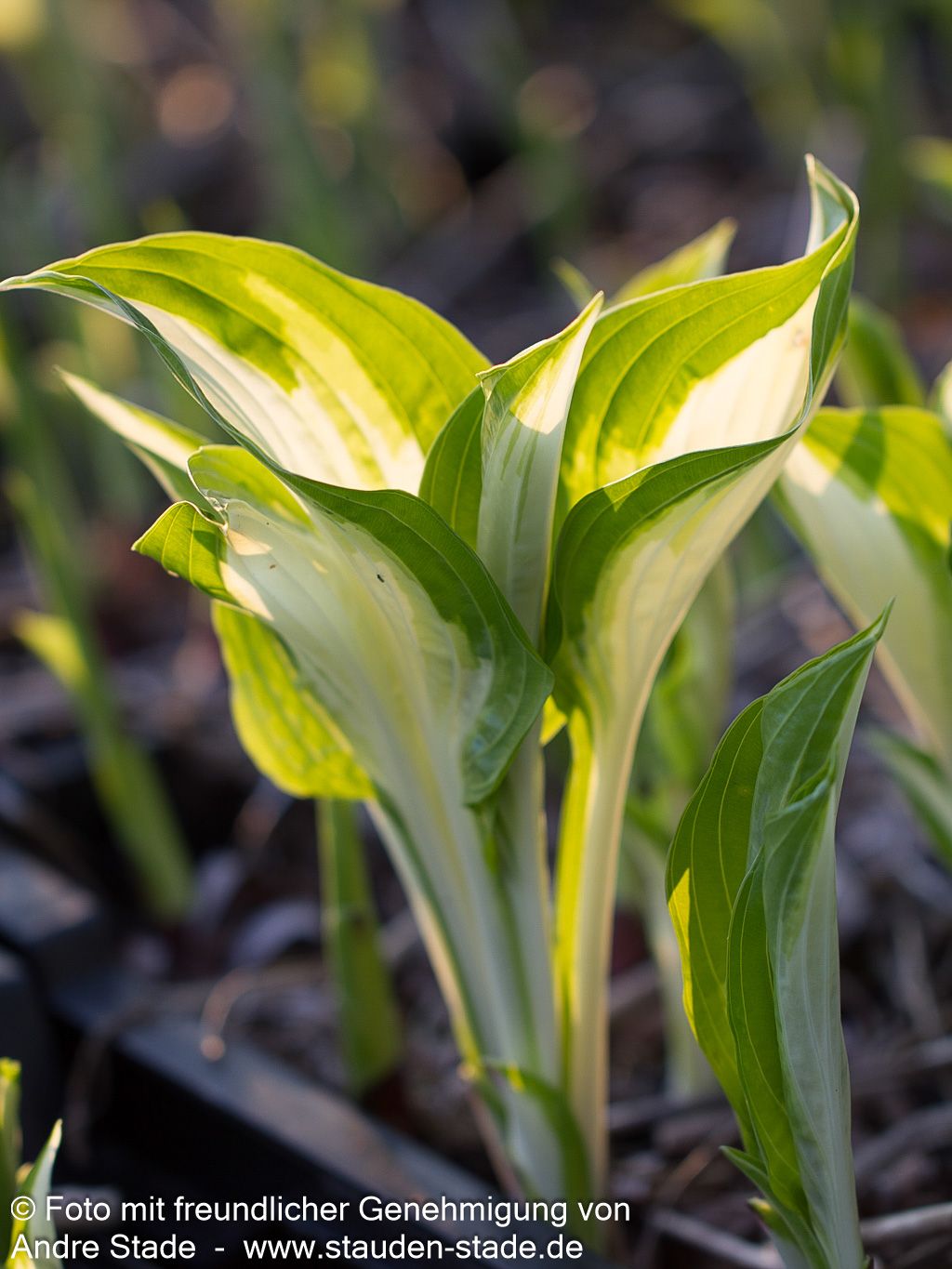 Schneefeder-Funkie 'Univittata' (Hosta undulata)