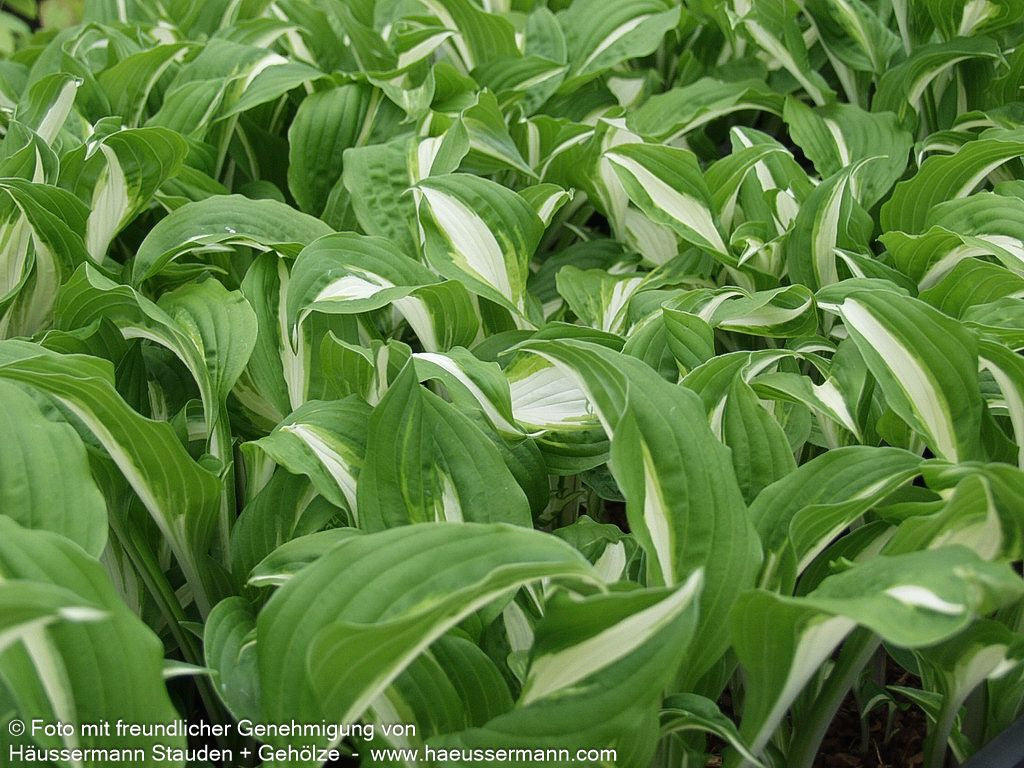 Schneefeder-Funkie 'Univittata' (Hosta undulata)