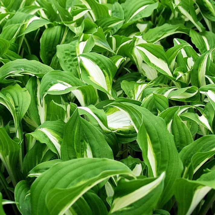Schneefeder-Funkie 'Univittata' (Hosta undulata)